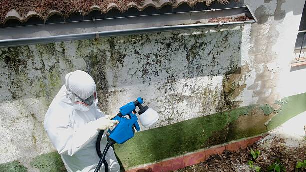 Trusted Black Mold Removal service in Caledonia, MN - Cheap Mold Removal